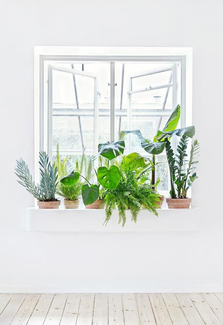 Indoor green inspiration