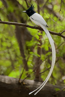 Suara Burung Seriwang Asia (Tali Pocong)