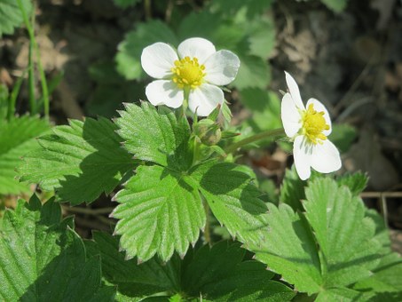 Piante da Frutto, Frutti di Bosco