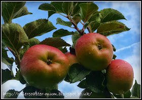 Bramley apples