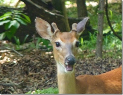 Ozarks Lake S.P MO
