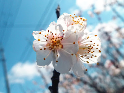 [無料ダウンロード！ √] �� 花弁の数 118270-桜 花弁の���