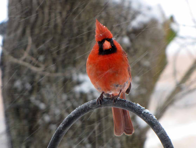Red Bird Cardinal