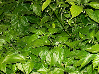 young bhut jolokia plants