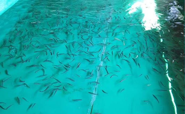У гірські річки Буковини випустили понад 40 тис. екз. мальків лососевих видів риб