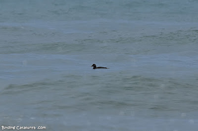 Ànec fosc (Melanitta fusca)