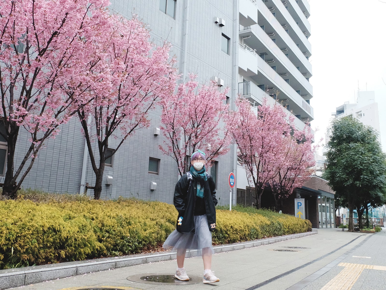 Best time to Chase Cherry Blossom in Japan | www.bigdreamerblog.com