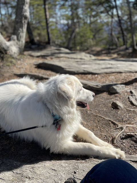 Max finally laying down resting on top of the mountain. He is panting in the sunlight. He appears content.