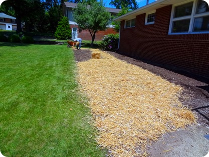 grass and straw down