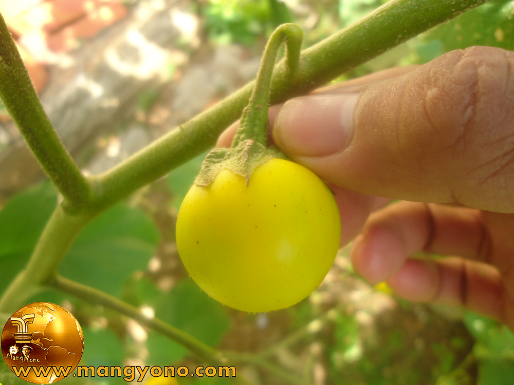Menanam terong kuning, peuheur (Solanum indicum ) ~ Blog 