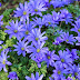 Tips for Successfully Growing Anemone Blanda