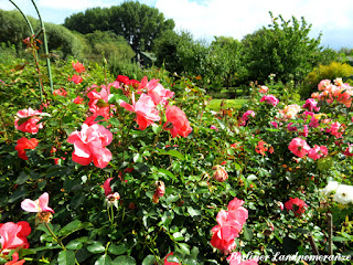 Rosen im September