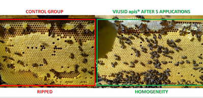 VIUSID apis: Για να μην χάνετε μελίσσια τον χειμώνα