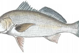 Spotfin Croaker (Roncador stearnsii)