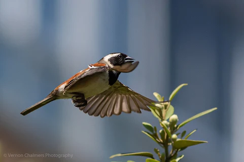 Cape Sparrow in Flight Arnhem Milnerton - Canon EOS 7D Mark II