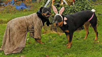 Rottweiler dog halloween