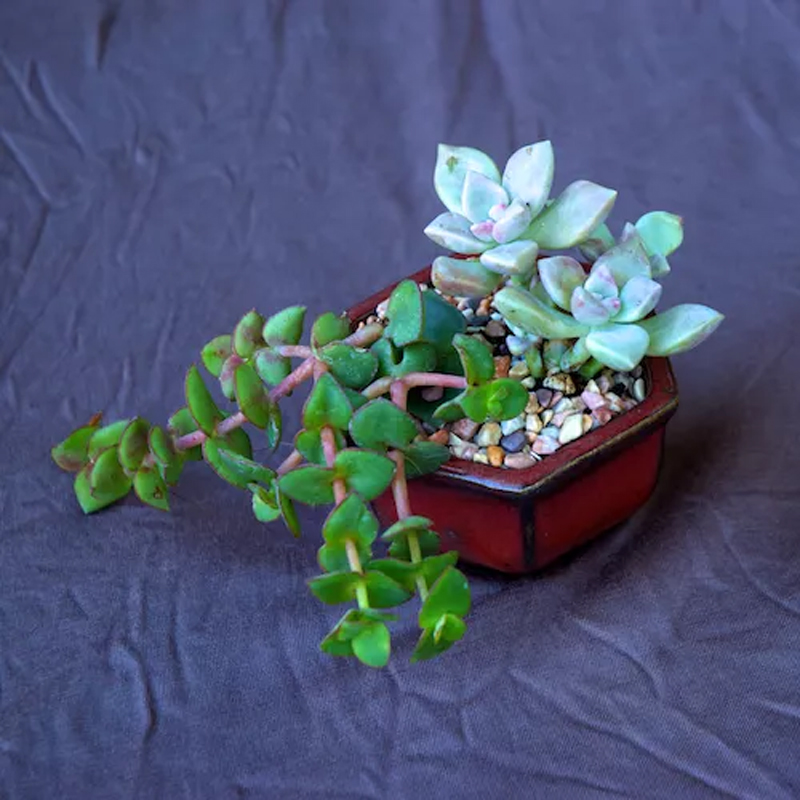 Creative Succulent Container Ideas