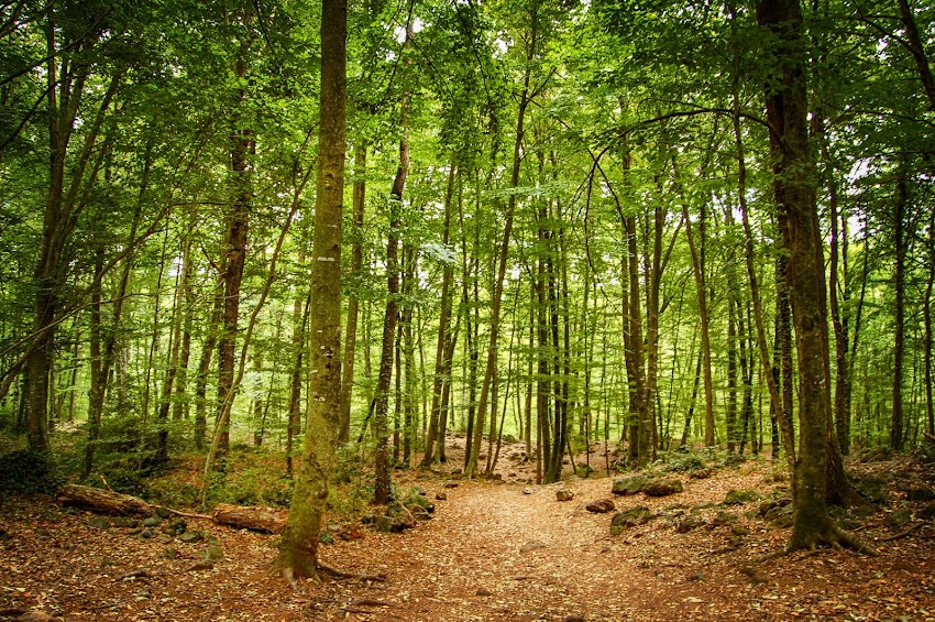 Fageda d'en Jordà. Girona