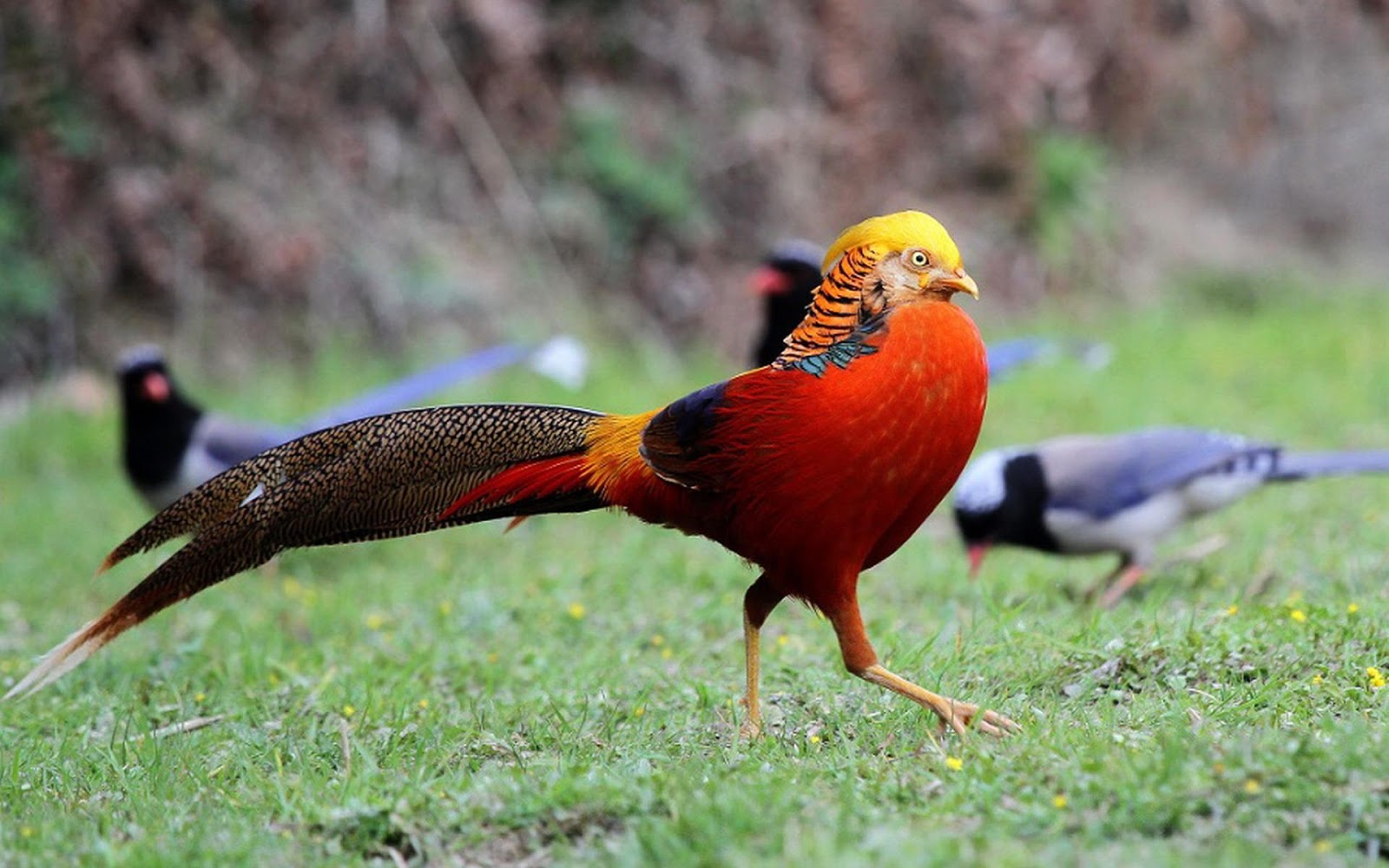 Flonimal Nesia Ayam  Golden Pheasant Yang Berbulu Indah