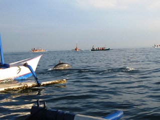 Lovina dolphin