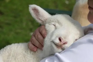 Oveja acurrucada en los brazos del pastor