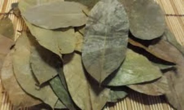 guyabano english for translation Organic Graviola Soursop Dried Leaves USA~ Tea 30 Bags~ guyabano english for translation Organic Graviola Soursop Dried Leaves USA~ Tea 30 Bags~