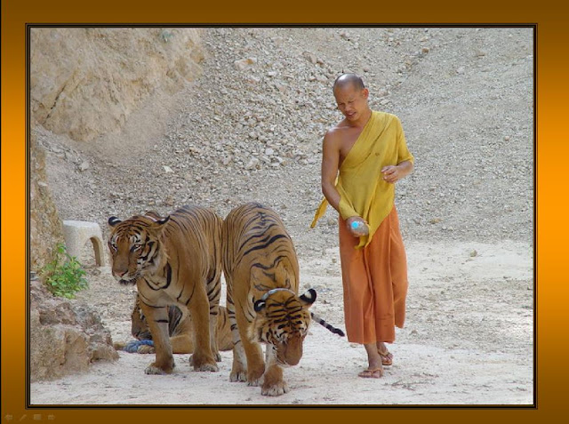 THAILAND'S TIGERS!