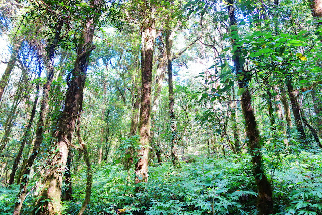 trekking kew mae pan nature trail, kew mae pan nature trail, trek kew mae pan nature trail, kew mae pan