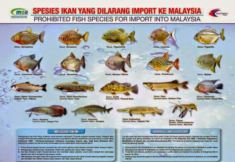 Maxx Peacock Fish Encyclopedia Kenali Ikan  Pendatang 