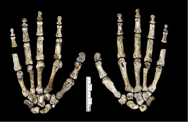 Ένα από τα απολιθώματα ήταν ένα οστό από χέρι Homo naledi. [Credit: Lee Roger Berger research team]