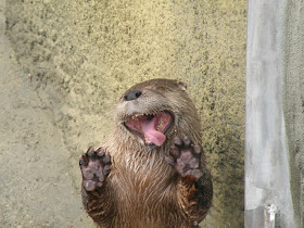 funny animal pictures, otter funny face