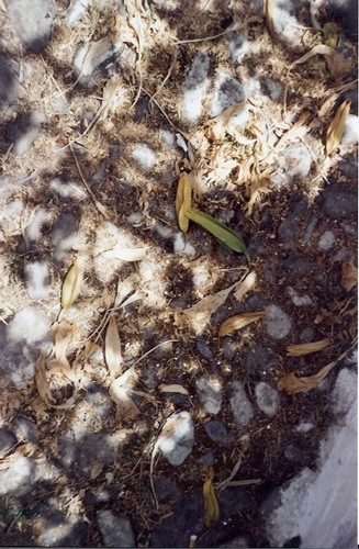 scan0005s-crop1