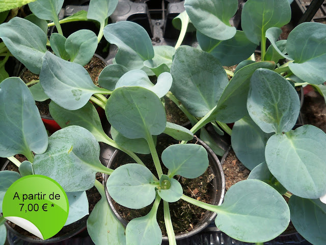 Acheter et  cultiver Mertensia maritima (plante huitre ou huitre végétale en Corse). Découvrez cette plante rare à la pépinière du golfe - Propriano