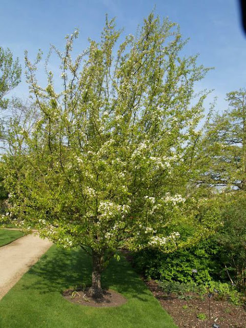 Груша сердцевидная (Pyrus cordata)