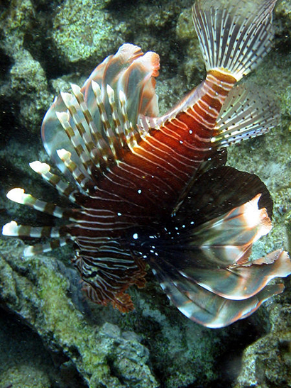 Pterois Miles