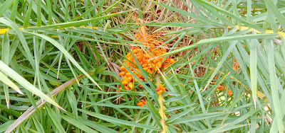 Khejur Tree or Date Sugar Palm Images & photos of  Phoenix dactylifera