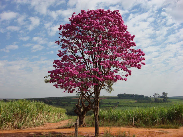 Resultado de imagem para jacarandá