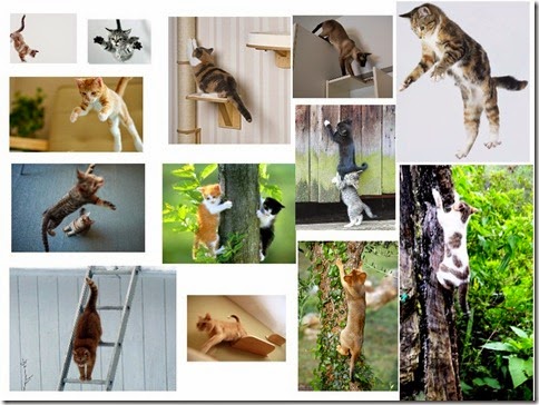 ekor-kucing-saat-naik-turun-loncat