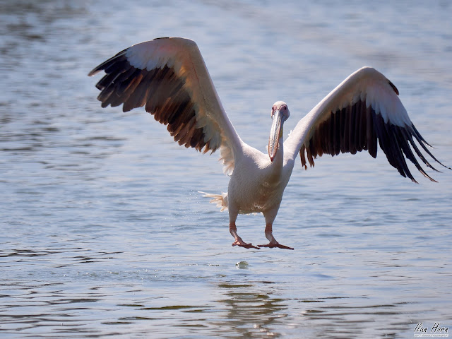 Pelican Landing