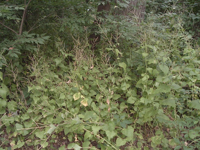[Photo: Alliaria petiolata with seed pods.]