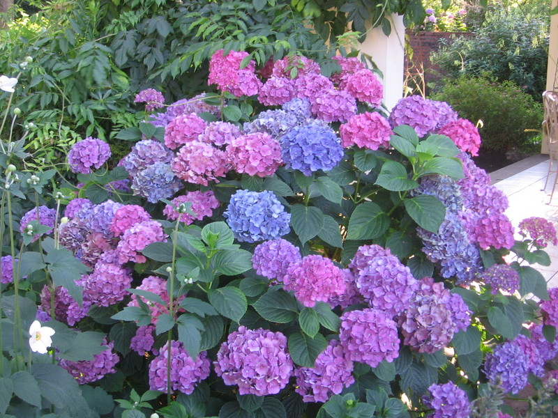flowers for flower lovers.: Hydrangea flowers pictures.