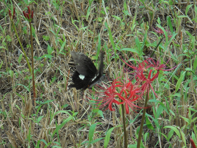 彼岸花の蜜を吸うクロアゲハ蝶