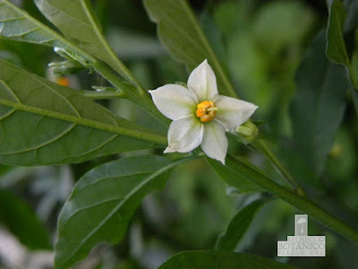 Tomatito de monte (Solanum pseudocapsicum)