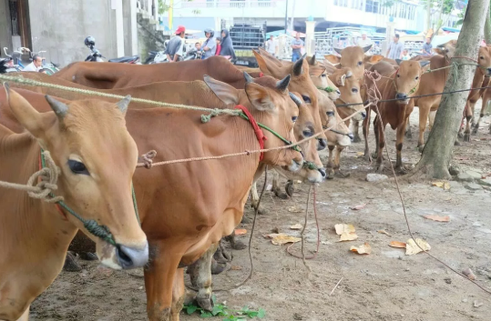 libur hari raya idul adha di jogjakarta