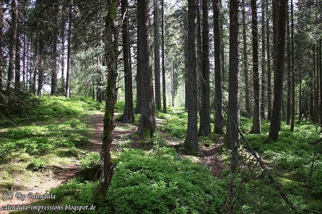Windgfällweiher Seerundgang