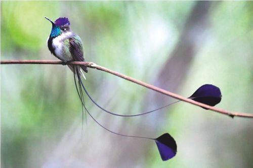 Eles se destacas por ter a cauda com apenas quatro penas. E, no macho, as penas das extremidades são bastante alongadas e terminam em um disco azul . 