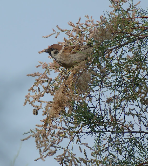  gorrión molinero (Passer montanus)