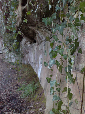 ivy, cliffs, rocks, 