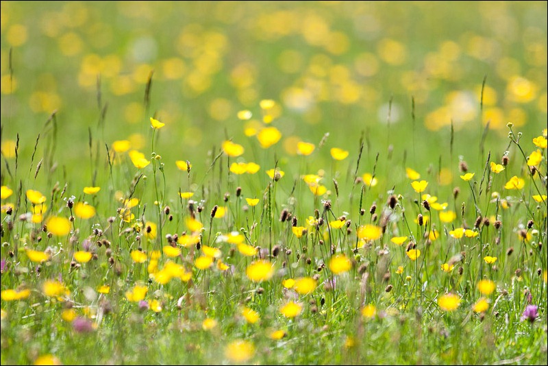Field of Buttercups