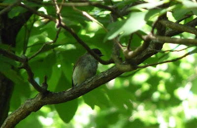 mystery bird